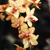Fotografía profesional de naturaleza - Close up flores insectos